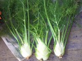fennel-healing-herb-and-spice