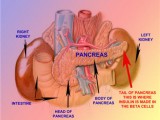 what-are-the-functions-of-the-pancreas-in-our-body