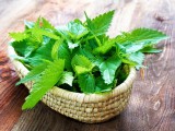 nettle-amazing-natural-remedy-that-can-treat-numerous-diseases